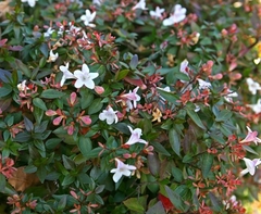 Abelia Grandiflora - Ideal Para Cerco O Maceta - Perfumada