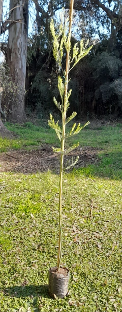 Aromo / Acacia Dealbata 1,8 M De Altura en internet