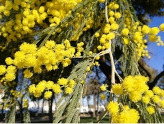 Aromo / Acacia Dealbata 1,8 M De Altura