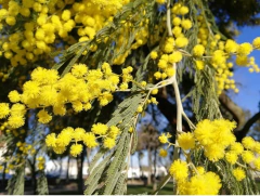Aromo / Acacia Dealbata 1,8 M De Altura