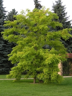 Robinia Pseudoacacia - Acacia Frisia - Muy Perfumada - comprar online