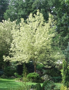 Acer negundo variegado - rápido crecimiento - ideal sombra - comprar online