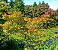 Plantines De Acer Palmatum (arce Japonés)