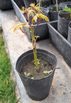 Plantines De Acer Palmatum (arce Japonés) - comprar online