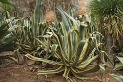 Agave Americana Marginata en internet