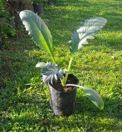 Plantas Orgánicas De Alcaucil - Vivero Las Magnolias
