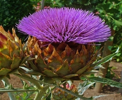Plantas Orgánicas De Alcaucil en internet