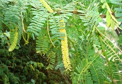 Algarrobo Blanco - Árbol Nativo en internet