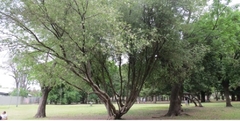 Anacahuita, Árbol Nativo, Muy Perfumado en internet