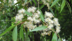 Anacahuita, Árbol Nativo, Muy Perfumado - comprar online