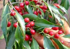 Anacahuita, Árbol Nativo, Muy Perfumado