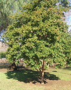Planta De Arazá Rojo (guayabo Fresa) - Frutal Nativo - Vivero Las Magnolias