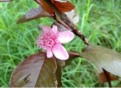 Planta De Arazá Rojo (guayabo Fresa) - Frutal Nativo - comprar online