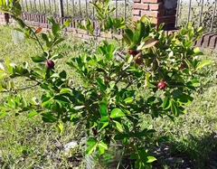 Planta De Arazá Rojo (guayabo Fresa) - Frutal Nativo - tienda online