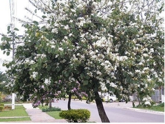 Bauhinia - Pezuña De Vaca - 2,30 Metros en internet