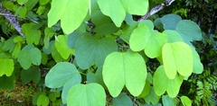 Bauhinia - Pezuña De Vaca - 2,30 Metros - comprar online