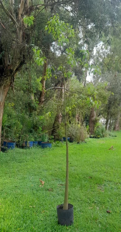 Brachychiton Populneus - Árbol Botella - 3 Metros - Vivero Las Magnolias