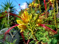 Barba De Chivo . Caesalpinia Gilliesii