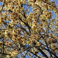 Calicanto De Asia - Vivero Habilitado - comprar online