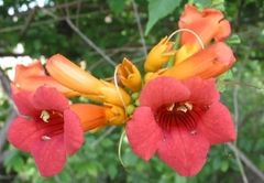 Bignonia Anaranjada - Campsis Radicans - comprar online