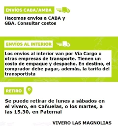 Plantas Orgánicas De Graviola - Guanábana - comprar online