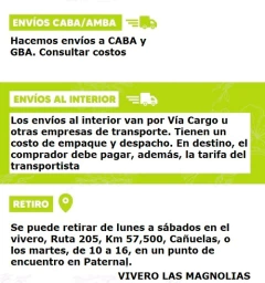 Ciruelo Soledad - Calidad De Exportación - comprar online