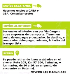 Parra De Uva Cereza Negra - Muy Productiva en internet