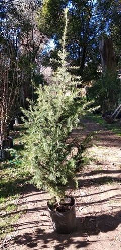 Cedro del Himalaya (Cedrus Deodara) en internet