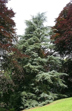 Cedro del Himalaya (Cedrus Deodara)