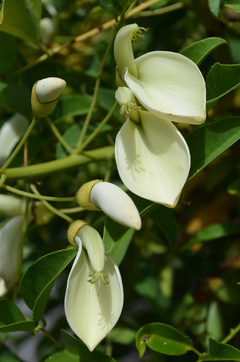 Ceibo De Flor Blanca - Único