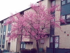 Cercis Siliquastrum (árbol De Judea) En Flor