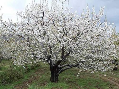 Cerezo Frutal Royal Dawn, Ideal Clima De Bs. As - comprar online