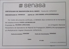 Plantines orgánicos de olivo - comprar online