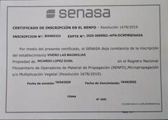 Ciruelo remolacha - primera calidad - comprar online