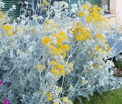 Cineraria Marítima, Un Arbusto Infaltable En El Jardín en internet