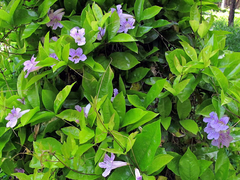 Clytostoma - Dama del monte - Enredadera nativa - comprar online