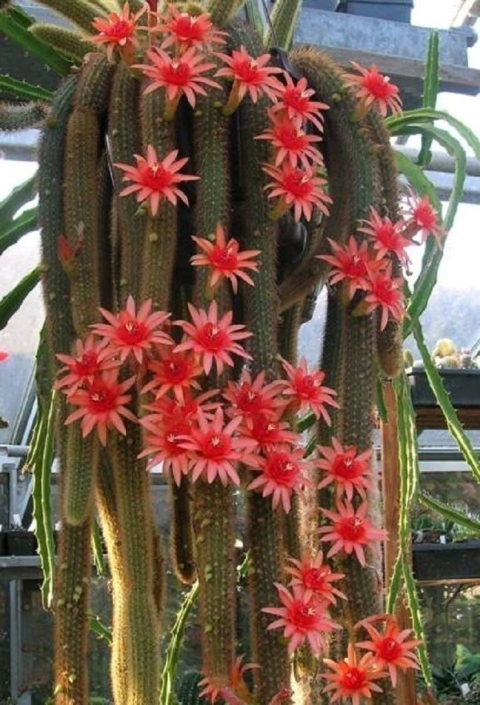 Cactus Cola De Mono - 40 Cm