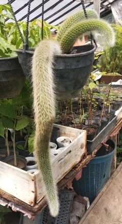 Cactus Cola De Mono - 40 Cm - comprar online