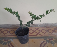 Imagen de Plantas De Coronillo - Atrae La Mariposa Bandera Argentina