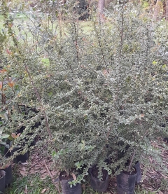 Crataegus - Ideal Para La Formación De Cercos Vivos - Vivero Las Magnolias