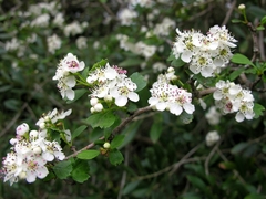 Crataegus - Ideal Para La Formación De Cercos Vivos en internet