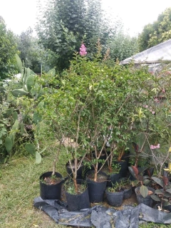 Crespon Arbustivo De Flor Rosada, Muy Decorativo - comprar online