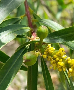 Curupí, Árbol Nativo - Atrae Aves Y Mariposas - Cañuelas - comprar online