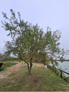 Curupí, Árbol Nativo - Atrae Aves Y Mariposas - Cañuelas en internet