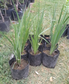 Dietes grandiflora - comprar online