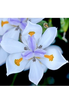 Dietes grandiflora