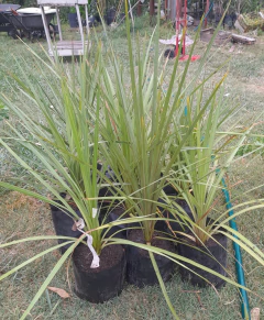 Dracena indivisa - ideal interior o exterior - comprar online
