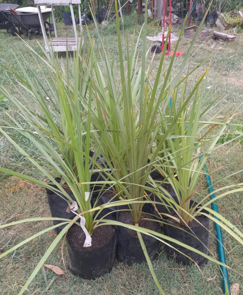 Dracena indivisa - ideal interior o exterior - comprar online