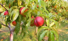 Árbol de durazno Rojo Dos - Con frutos - Calidad de exportación - comprar online