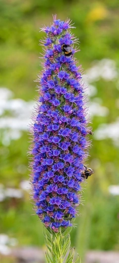 Echium fastuosum, hermosa planta de flores azules - comprar online
